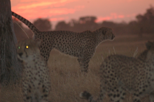 Cheetah sunset 